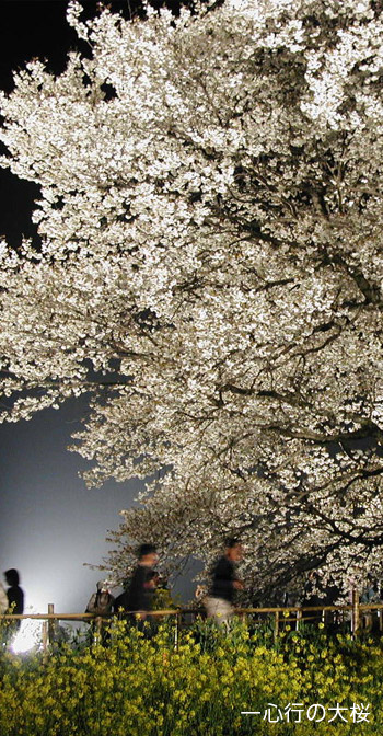 一心行の大桜画像